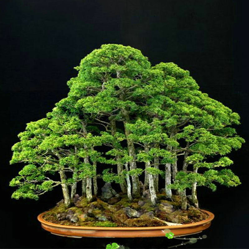 Juniperus chinensis - Chinese Juniper - Image 8