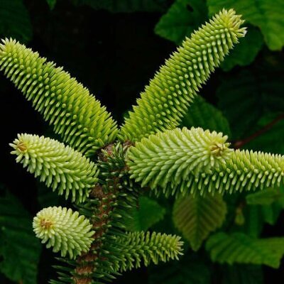 Abies pinsapo - Spanish Fir