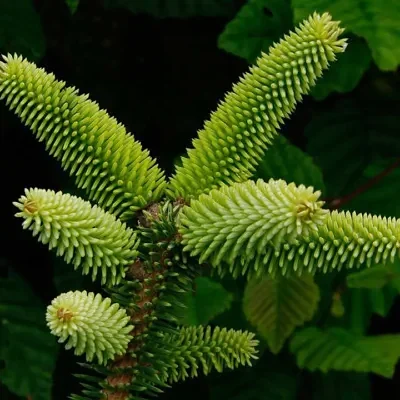 Abies pinsapo - Spanish Fir