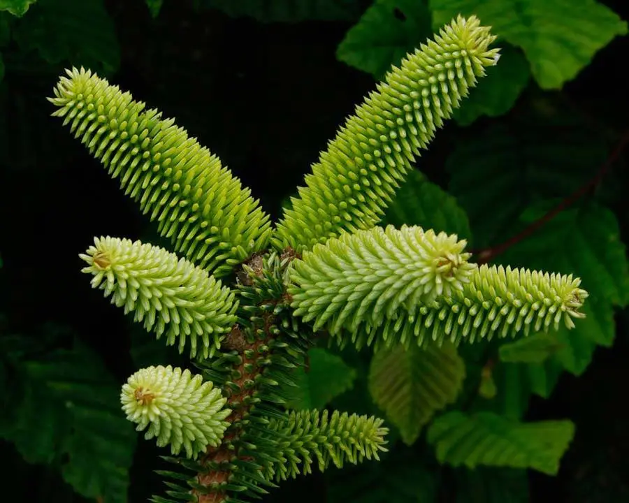 Abies pinsapo - Spanish Fir