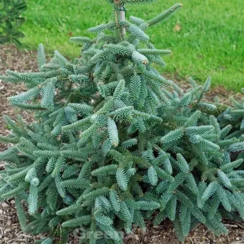 Abies pinsapo - Spanish Fir - Image 5
