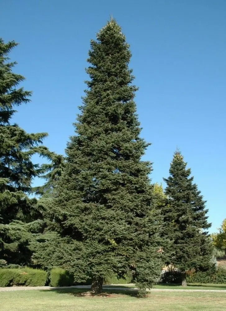 Abies pinsapo - Spanish Fir - Image 6