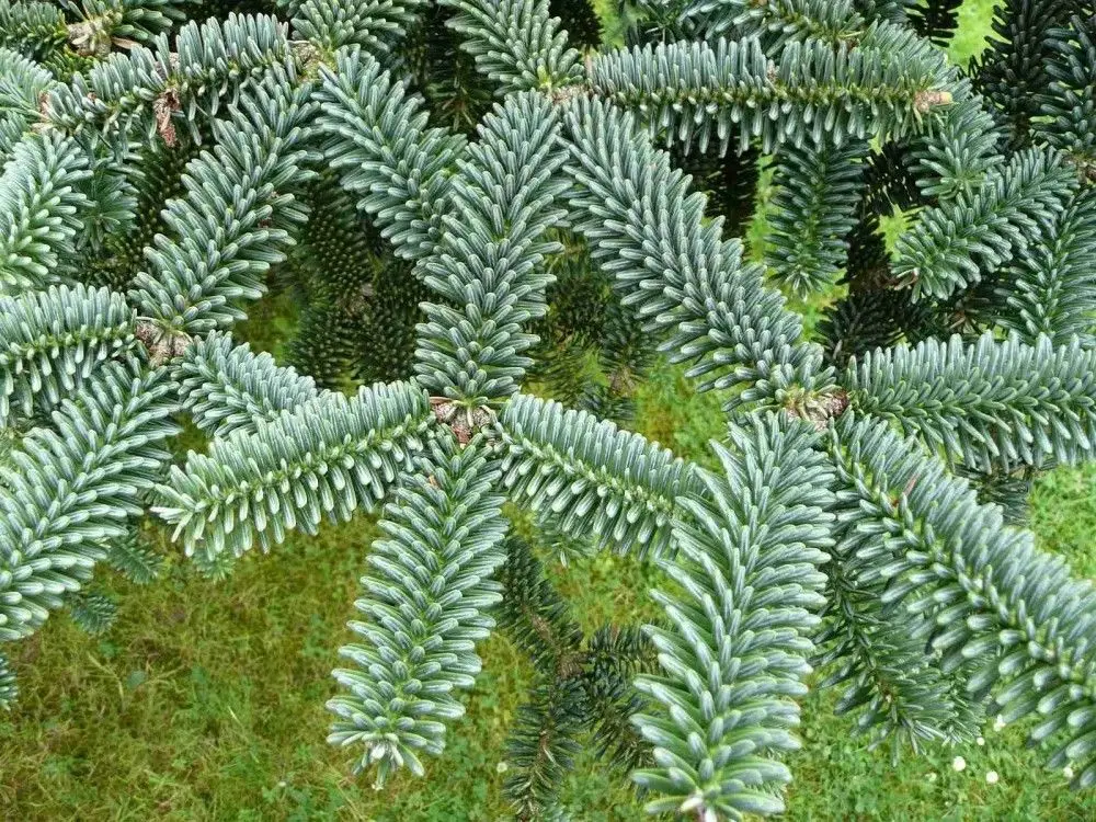 Abies pinsapo - Spanish Fir - Image 7