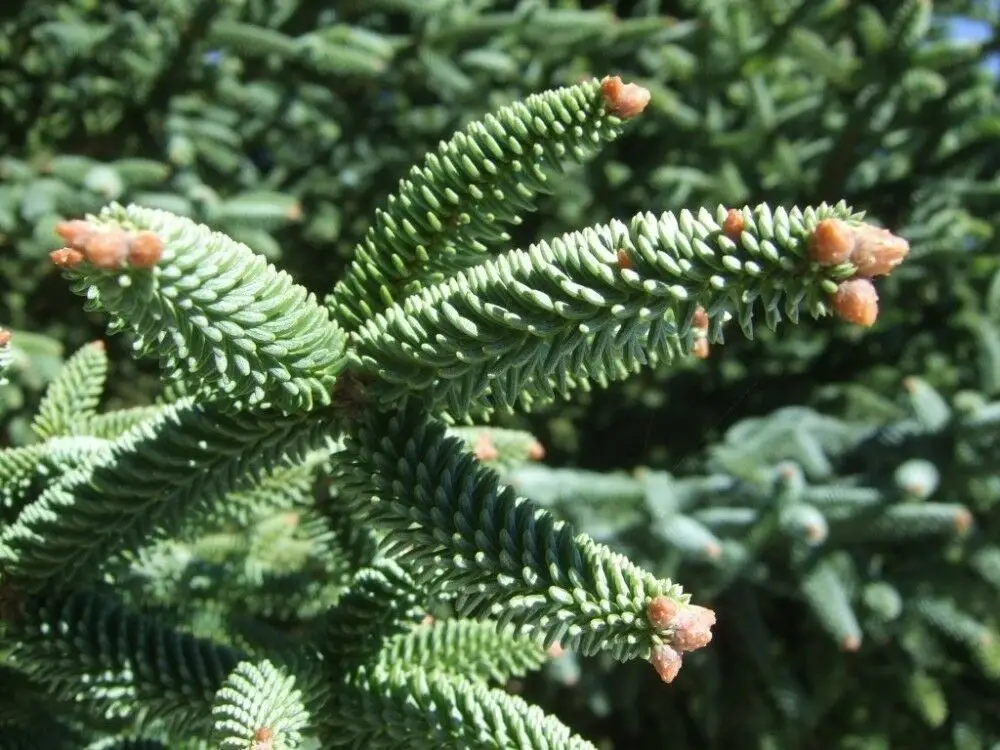 Abies pinsapo - Spanish Fir - Image 8