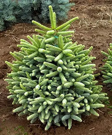 Abies pinsapo - Spanish Fir - Image 9