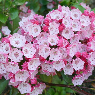 Kalmia latifolia - mountain laurel, calico-bush, spoonwood
