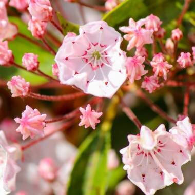 Kalmia latifolia - mountain laurel, calico-bush, spoonwood - Image 2