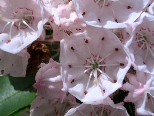 Kalmia latifolia - mountain laurel, calico-bush, spoonwood - Image 3