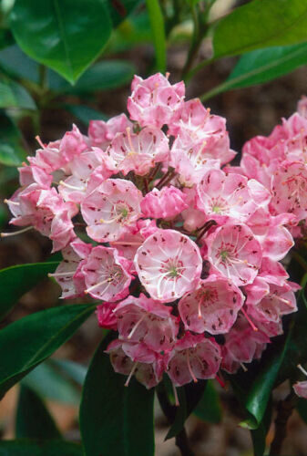 Kalmia latifolia - mountain laurel, calico-bush, spoonwood - Image 4