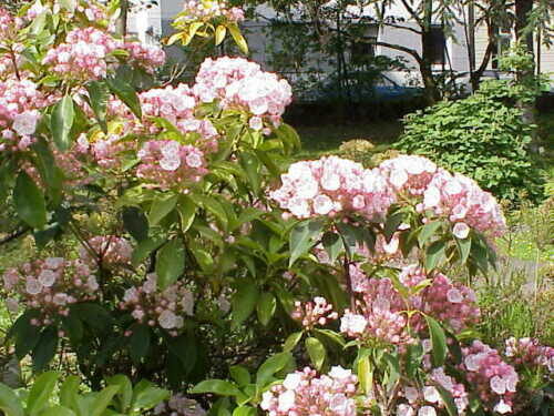 Kalmia latifolia - mountain laurel, calico-bush, spoonwood - Image 5