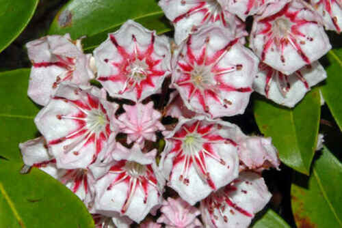 Kalmia latifolia - mountain laurel, calico-bush, spoonwood - Image 6