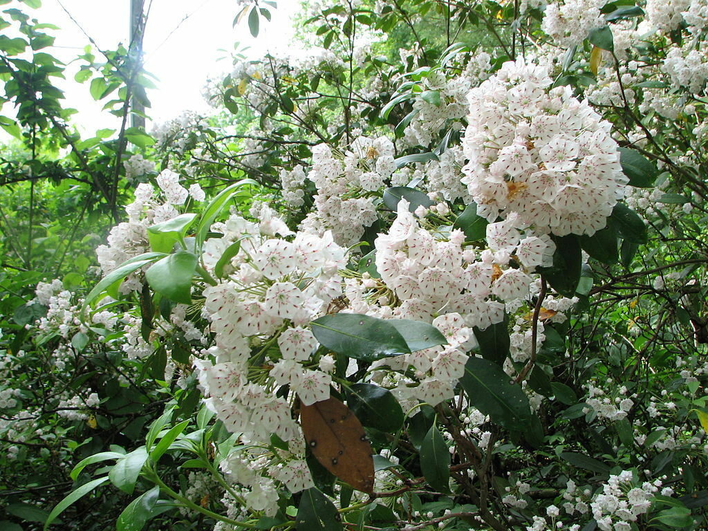 Kalmia latifolia - mountain laurel, calico-bush, spoonwood - Image 7