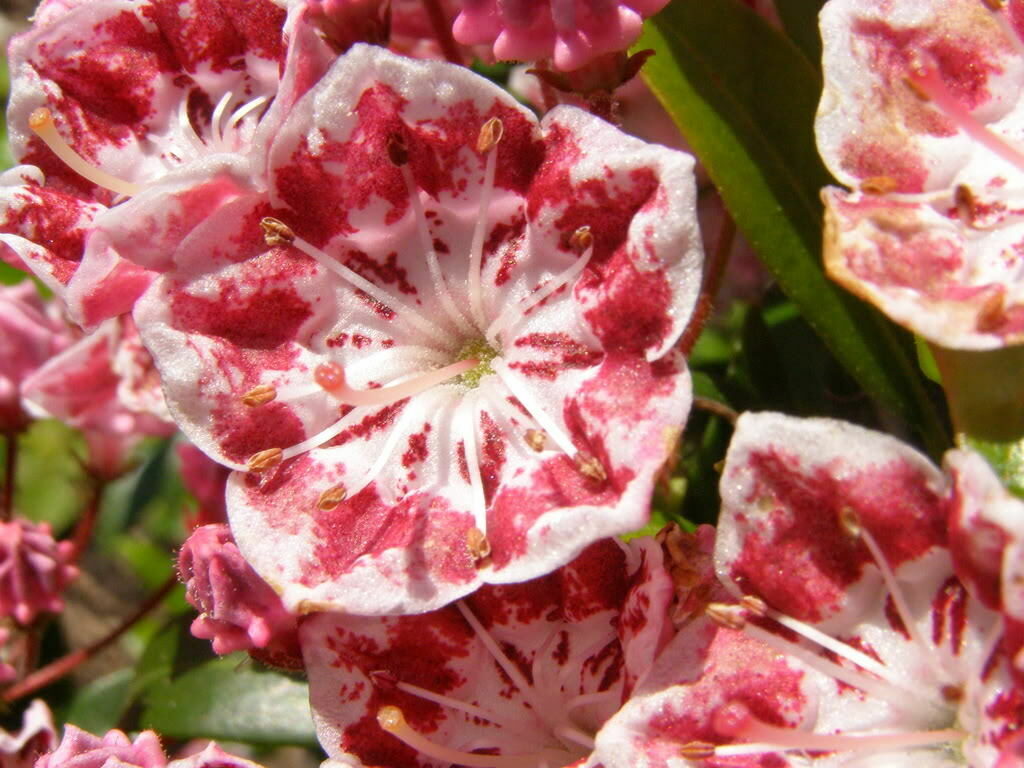 Kalmia latifolia - mountain laurel, calico-bush, spoonwood - Image 8