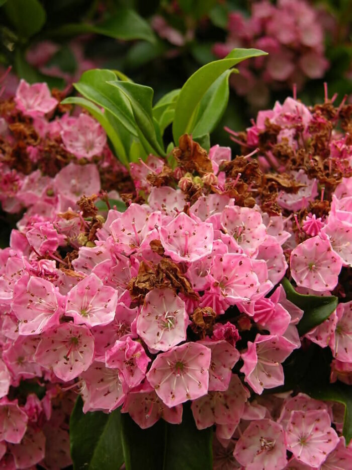 Mountain Laurel Plant (kalmia Latifolia) Seeds - Canada Mountain Laurel Plant (kalmia Latifolia) Seeds - Canada