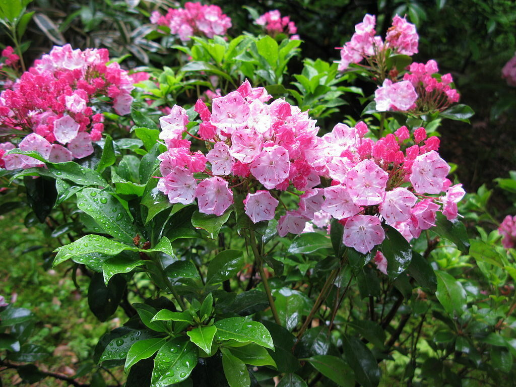 Kalmia latifolia - mountain laurel, calico-bush, spoonwood - Image 10