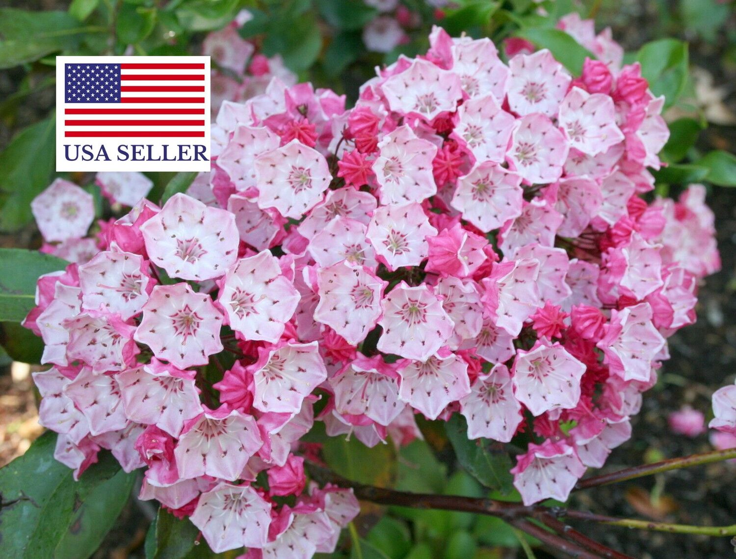 thumbnail image 2 of Mountain Laurel Spoonwood Seeds - Kalmia Latifolia - Pink & White Flowering Tree Seeds (1-5000 PCS) #0152 2 of 6