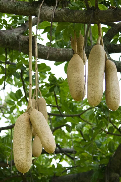Kigelia pinnata - Kigelia africana, Sausage Tree, Sausage tree - Image 3