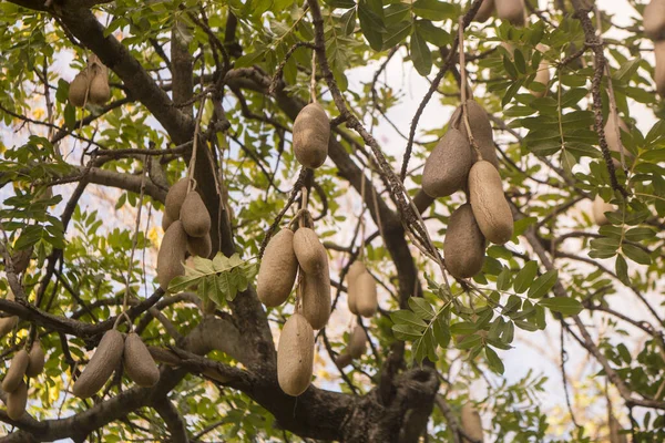 Kigelia pinnata - Kigelia africana, Sausage Tree, Sausage tree - Image 6