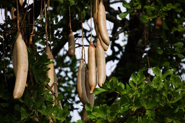 Kigelia pinnata - Kigelia africana, Sausage Tree, Sausage tree - Image 7