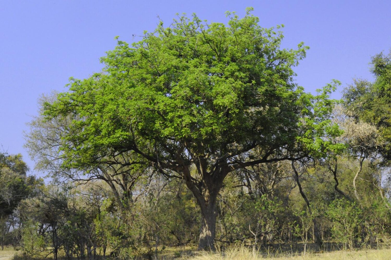 Kigelia pinnata - Kigelia africana, Sausage Tree, Sausage tree - Image 8