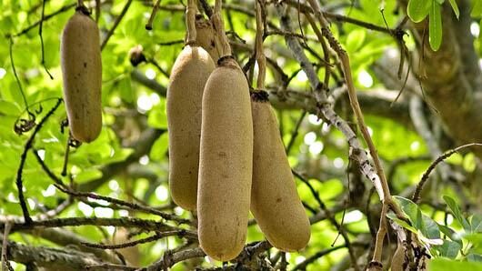 Kigelia pinnata - Kigelia africana, Sausage Tree, Sausage tree - Image 9