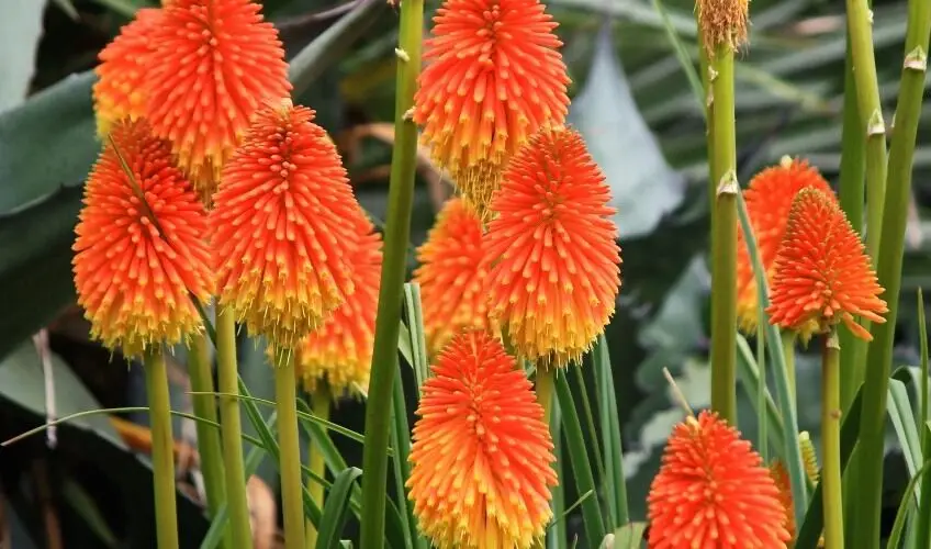 Kniphofia rooperi - East Cape Poker - Image 3