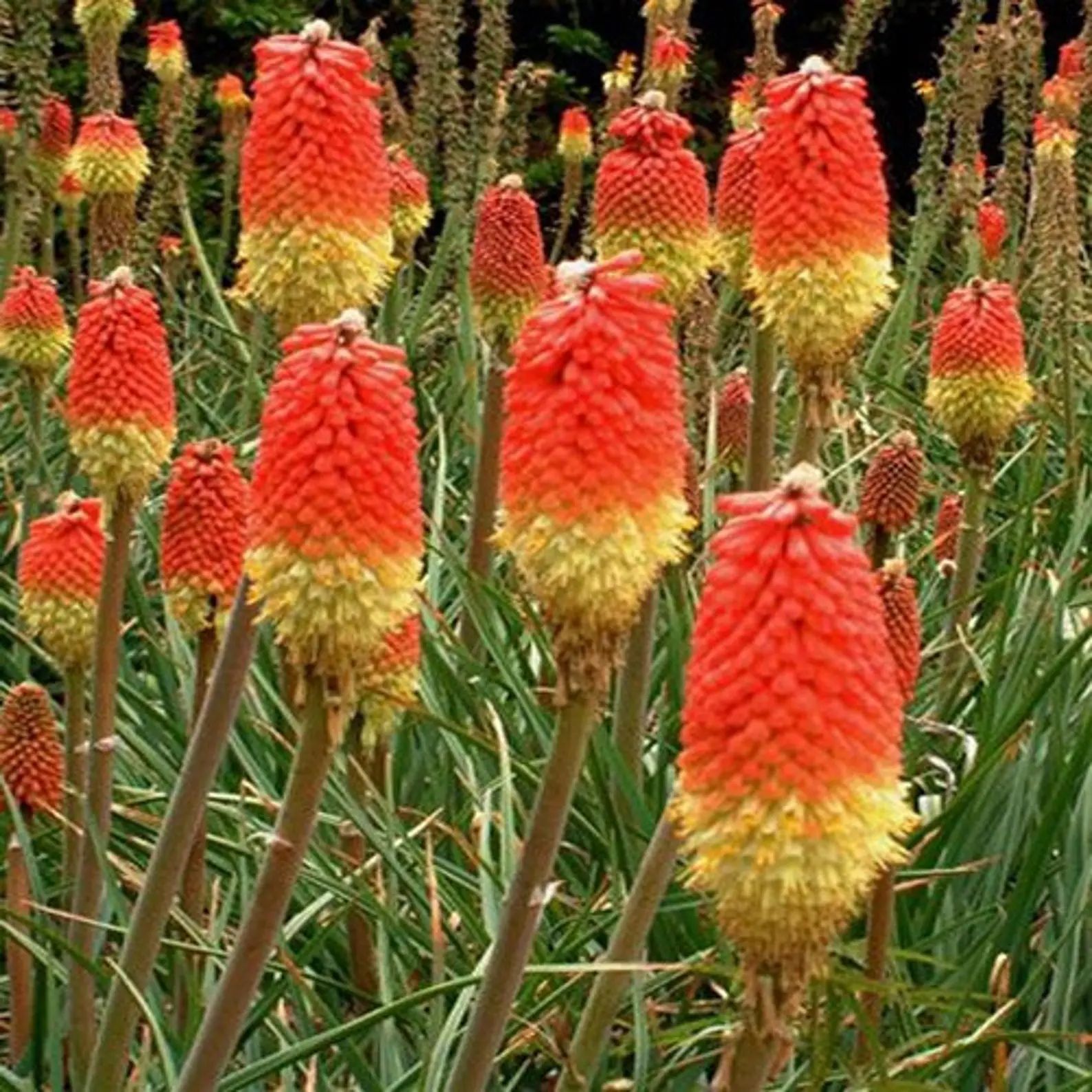 Kniphofia rooperi - East Cape Poker - Image 4