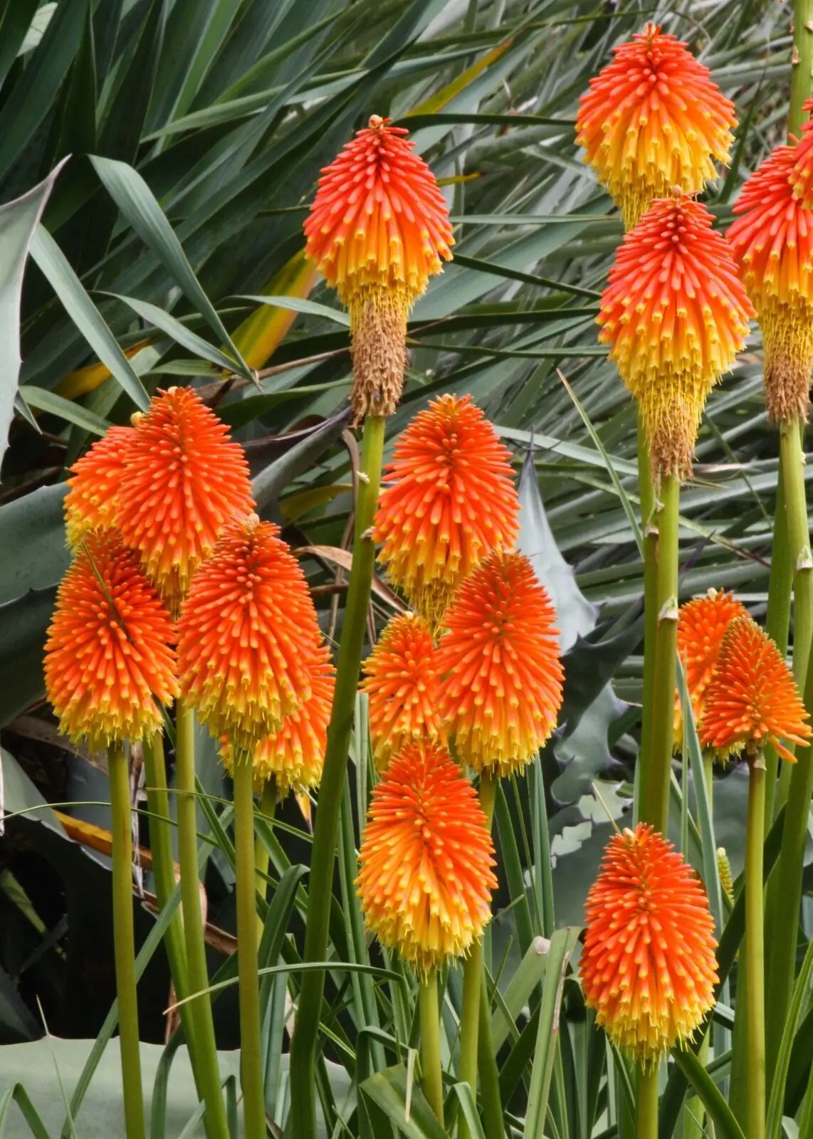 Kniphofia rooperi - East Cape Poker - Image 5
