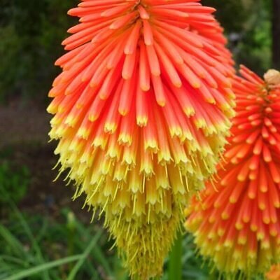 Kniphofia rooperi - East Cape Poker