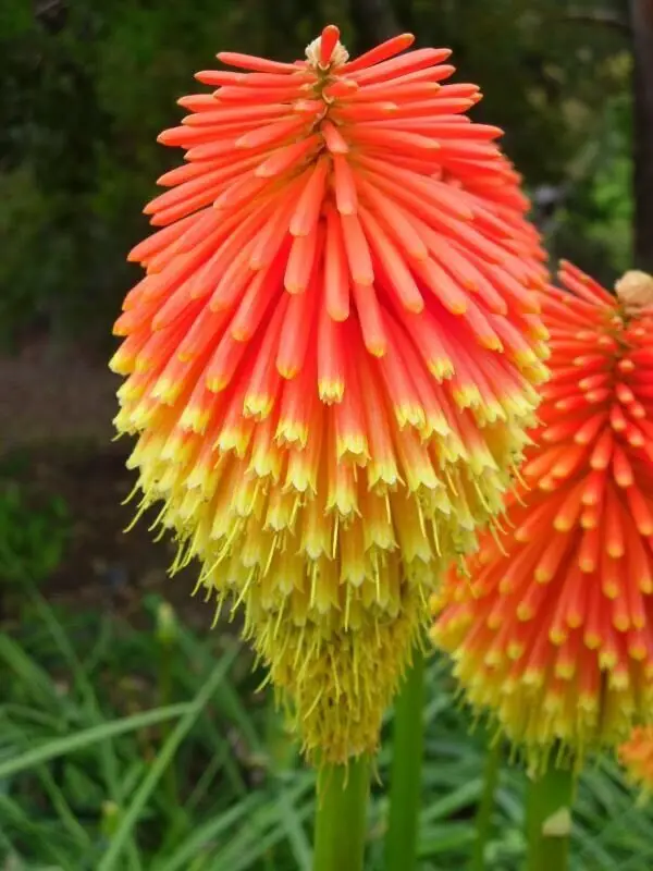 Kniphofia rooperi - East Cape Poker