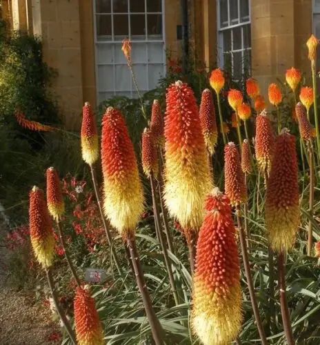 Kniphofia rooperi - East Cape Poker - Image 6