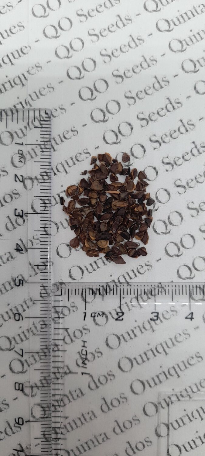 Kniphofia rooperi - East Cape Poker - Image 7