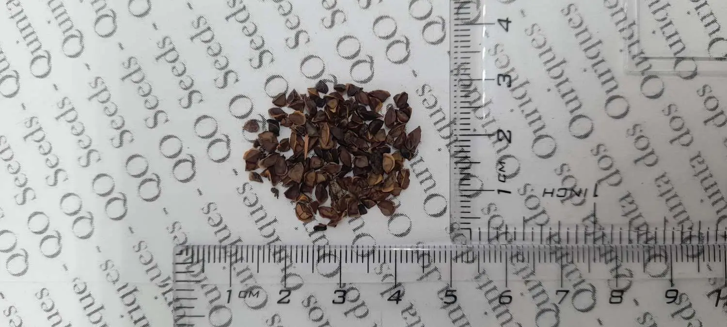 Kniphofia rooperi - East Cape Poker - Image 7