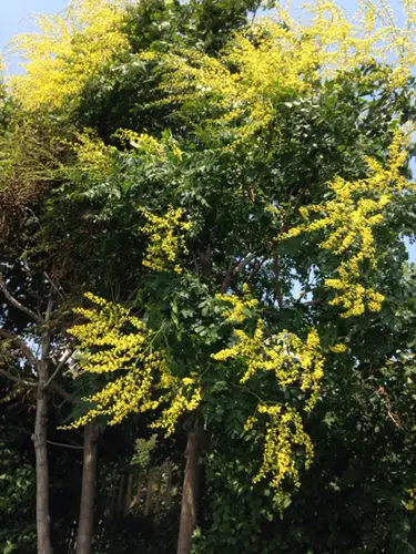 Koelreuteria paniculata - Goldenrain Tree, Pride of India - Image 2