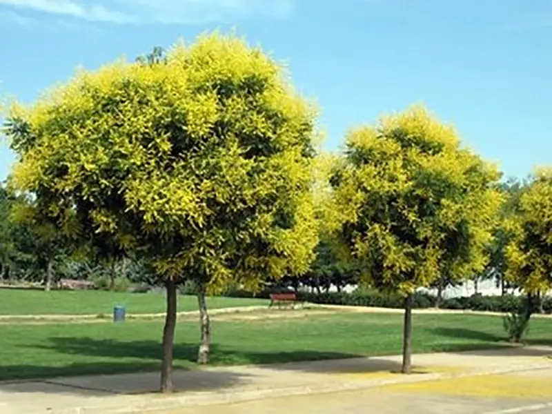 Koelreuteria paniculata - Goldenrain Tree, Pride of India - Image 3