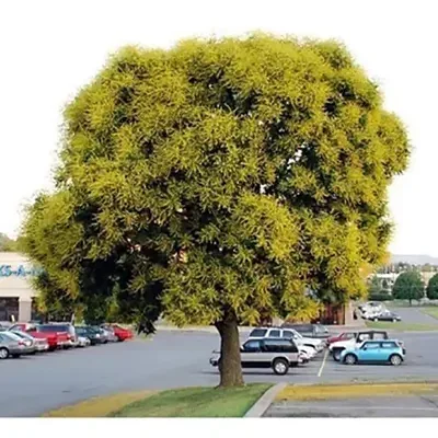 Koelreuteria paniculata - Goldenrain Tree, Pride of India