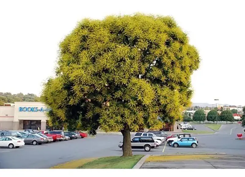 Koelreuteria paniculata - Goldenrain Tree, Pride of India