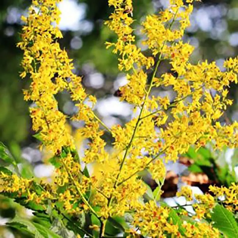 Koelreuteria paniculata - Goldenrain Tree, Pride of India - Image 4