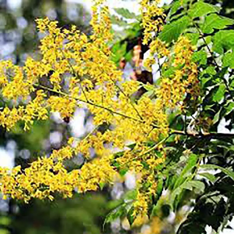 Koelreuteria paniculata - Goldenrain Tree, Pride of India - Image 5