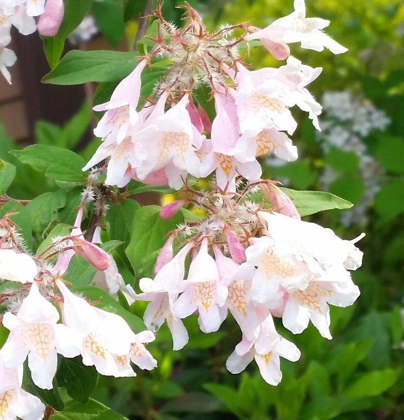 Kolkwitzia amabilis - Cloud Pink