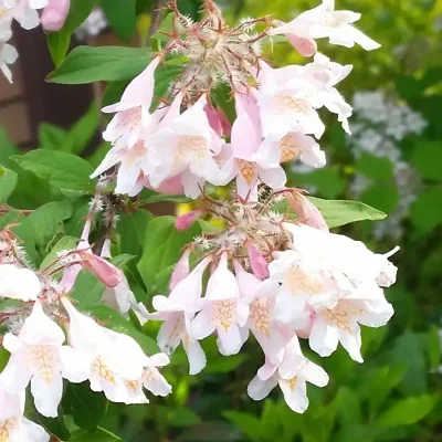 Kolkwitzia amabilis - Cloud Pink