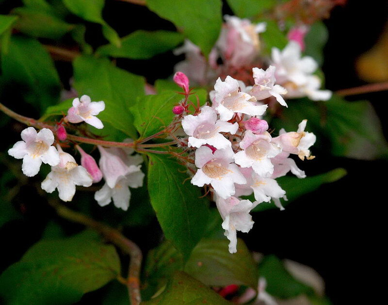 Kolkwitzia amabilis - Cloud Pink - Image 2