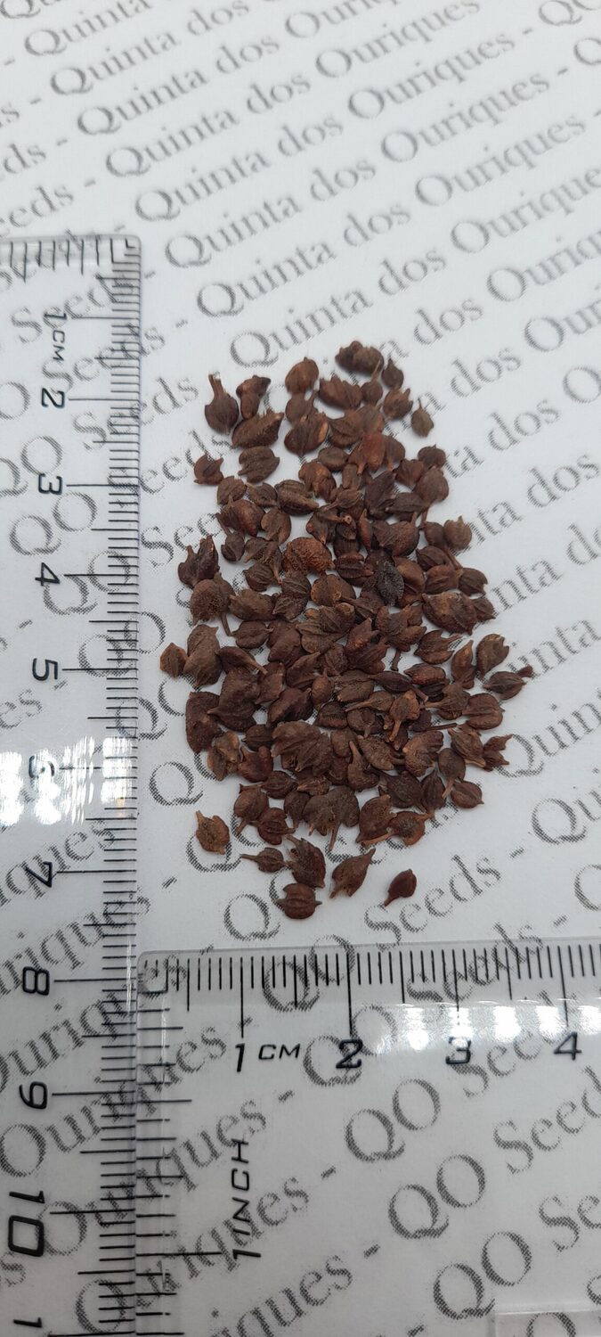 Kolkwitzia amabilis - Cloud Pink - Image 6