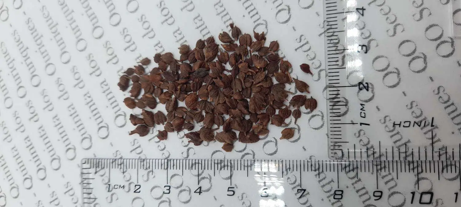 Kolkwitzia amabilis - Cloud Pink - Image 6