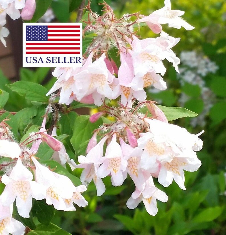 Kolkwitzia amabilis - Cloud Pink - Image 7