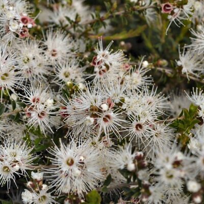Kunzea ambigua - Tick Bush