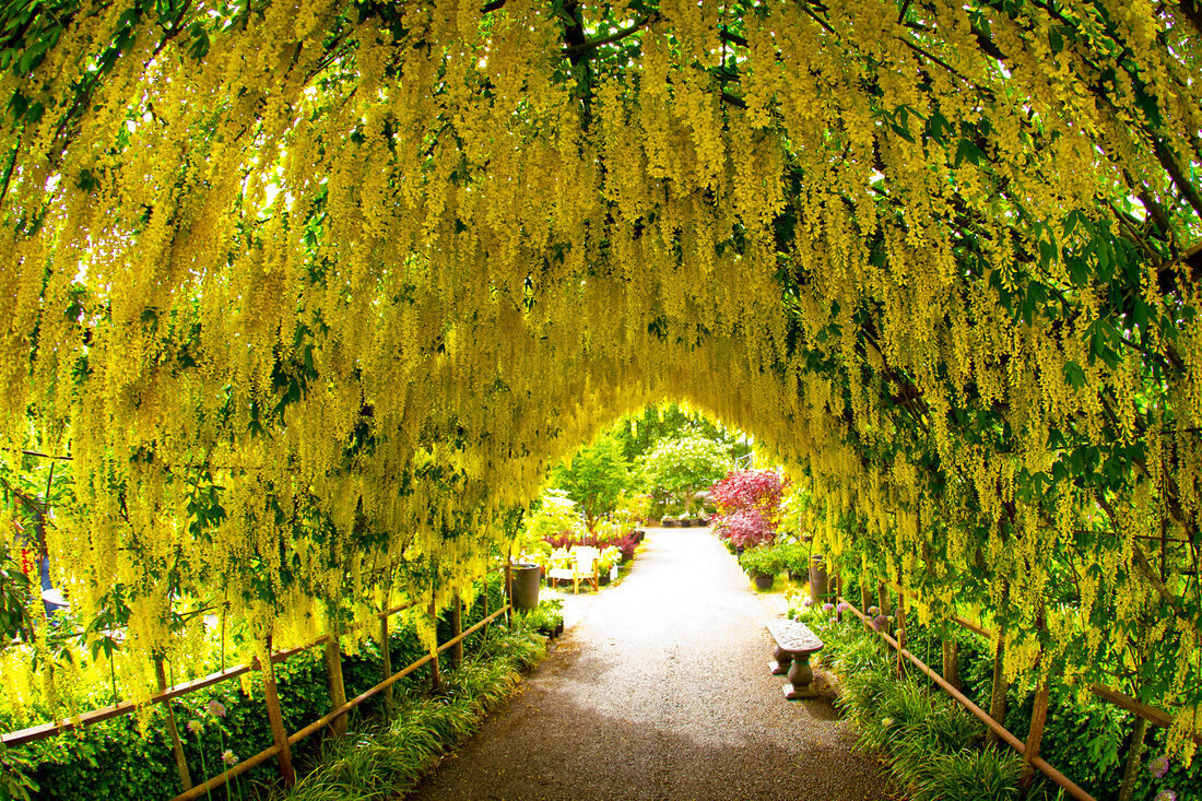 Laburnum anagyroides - Golden Chain Tree, Golden Rain Tree