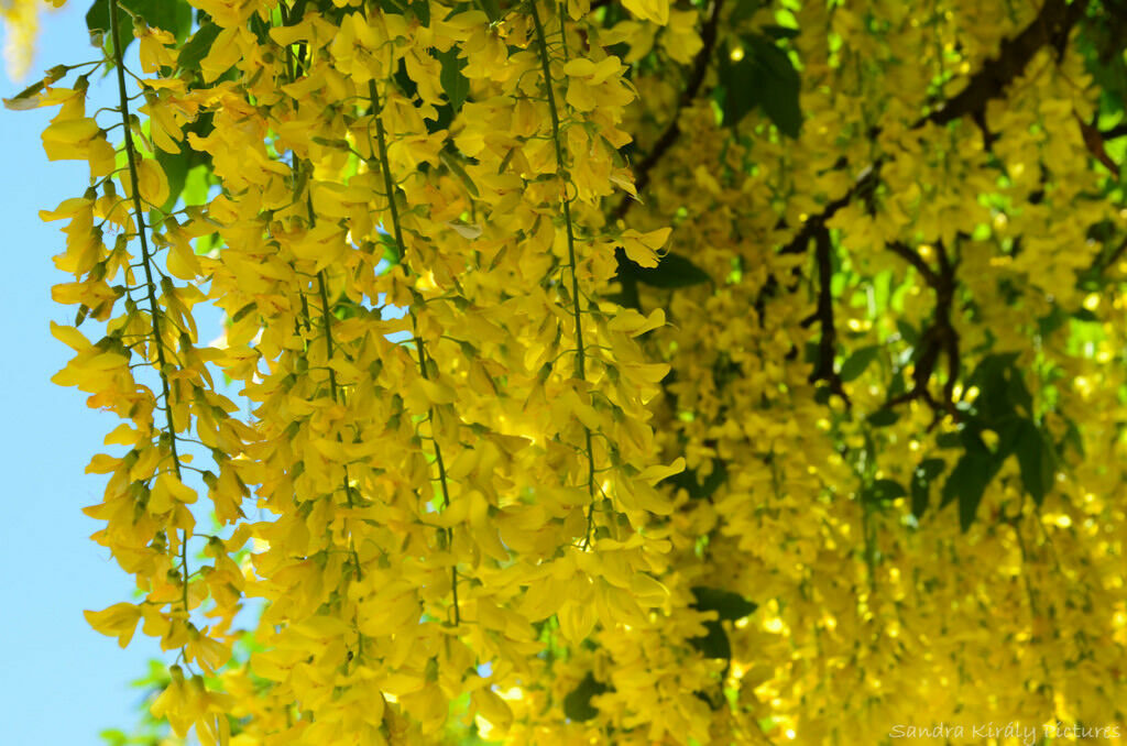 Laburnum anagyroides - Golden Chain Tree, Golden Rain Tree - Image 3