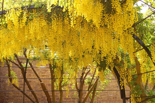 Laburnum anagyroides - Golden Chain Tree, Golden Rain Tree - Image 4