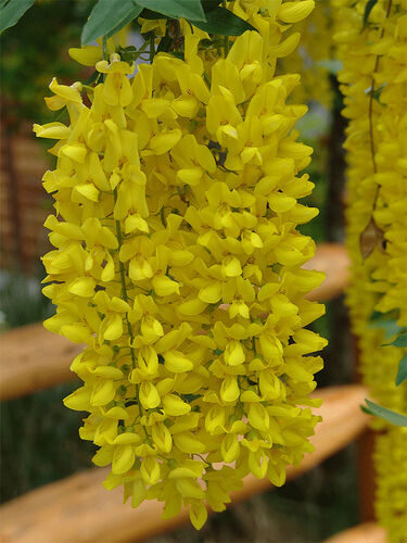 Laburnum anagyroides - Golden Chain Tree, Golden Rain Tree - Image 5